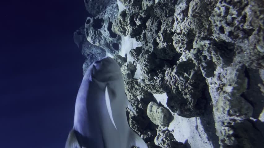 Vertical Shot Of Bluefin Tuna Swimming An Aquarium With Hard Corals And Sandy Bottom.