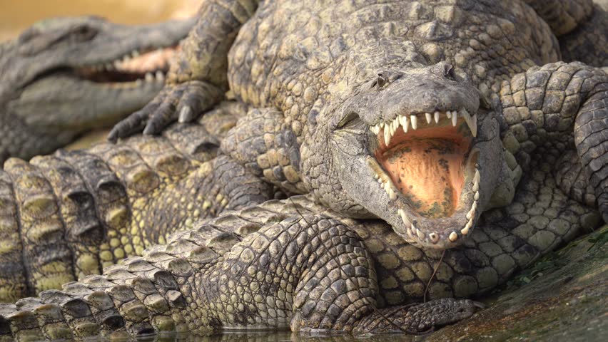 Group of Nile Crocodiles Basking In Nature Reserve By the Water - Zoom Out Royalty-Free Stock Footage #1100484647