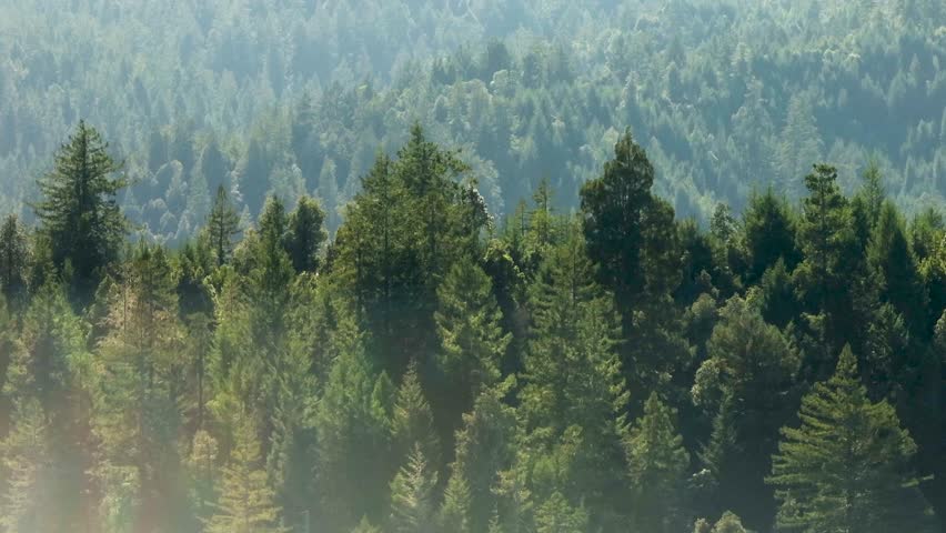 Telephoto drone shot of the northern California tree line with evergreens as far as the eye can see. Royalty-Free Stock Footage #1100484901
