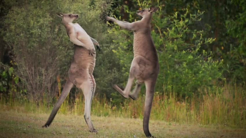 Macropus giganteus - Two Eastern Grey Kangaroos fighting with each other in Tasmania in Australia. Animal cruel duel in the green australian forest. Kickboxing ang boxing fighters or dancing pair. | Shutterstock HD Video #1100485725