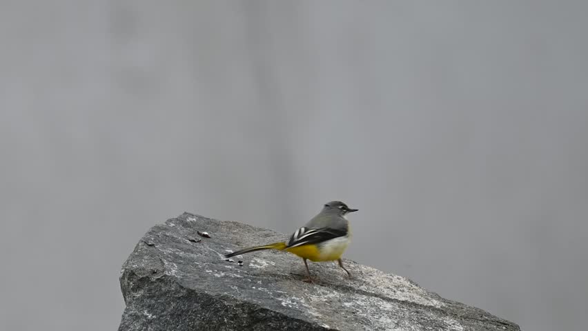 Grey wagtail, Motacilla cinerea in the wild.