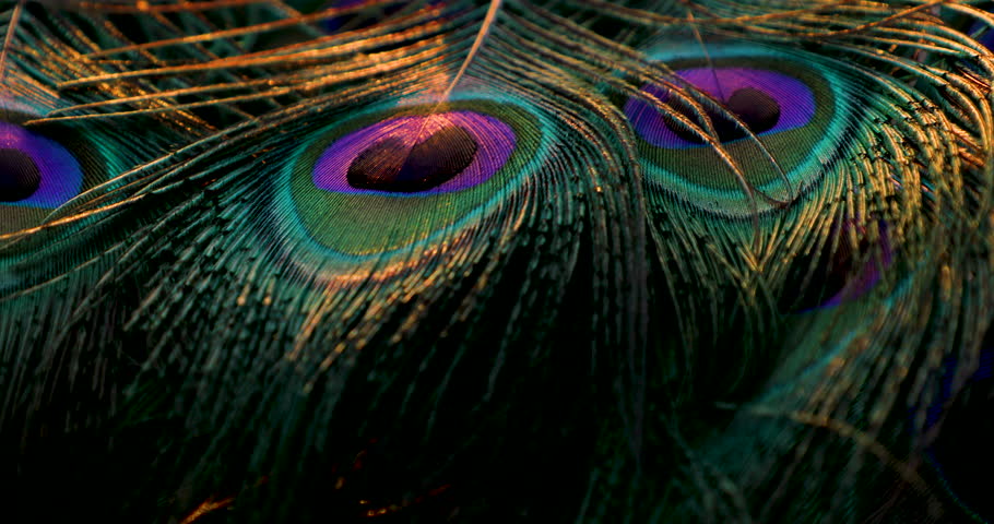 India, 22 February, 2023 : Peacock feather background. Royalty-Free Stock Footage #1100491257