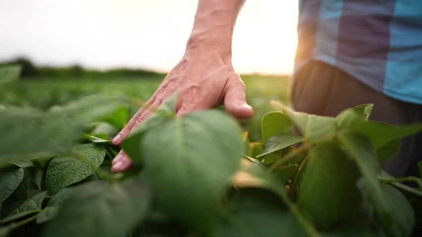 soybean field. farmer hand soybean plantation field a green beans concept of business agriculture. soy bean growing vegetables plant care. movement green light field soy bean. bio agriculture farm Royalty-Free Stock Footage #1100491731