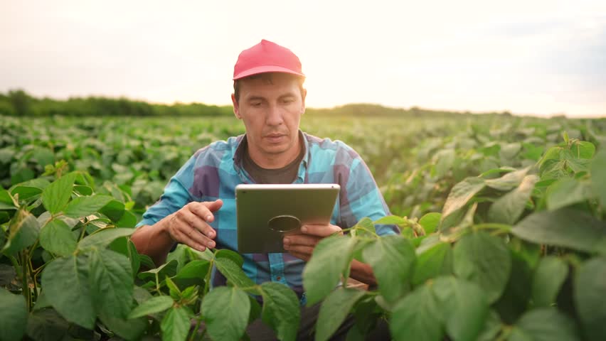 the farmer works in the field with soybean. farmer work in tablet a soybean plantation field beans concept. business agriculture. soy bean growing vegetables plant. bio agriculture light farm Royalty-Free Stock Footage #1100491733