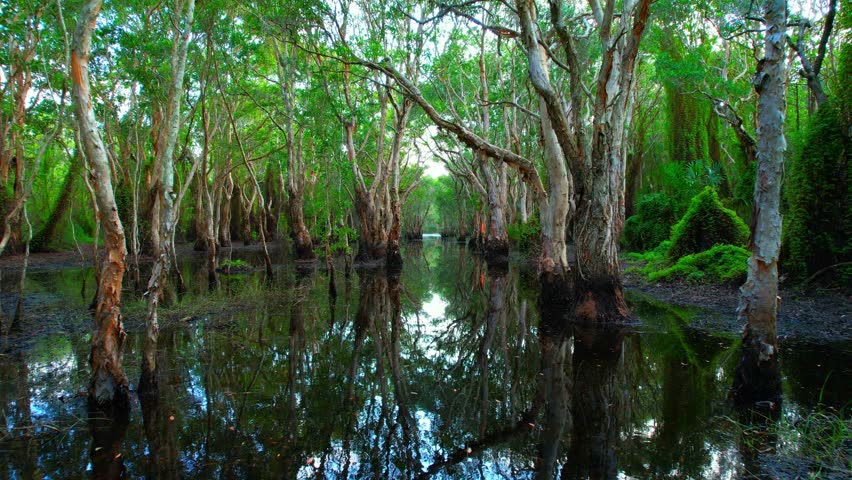 Swamp forests are lush, damp forests filled with diverse plant and animal life, often surrounded by swampy marshes. Ideal for nature lovers. ecosystem concept. nature background video. 4K Drone
