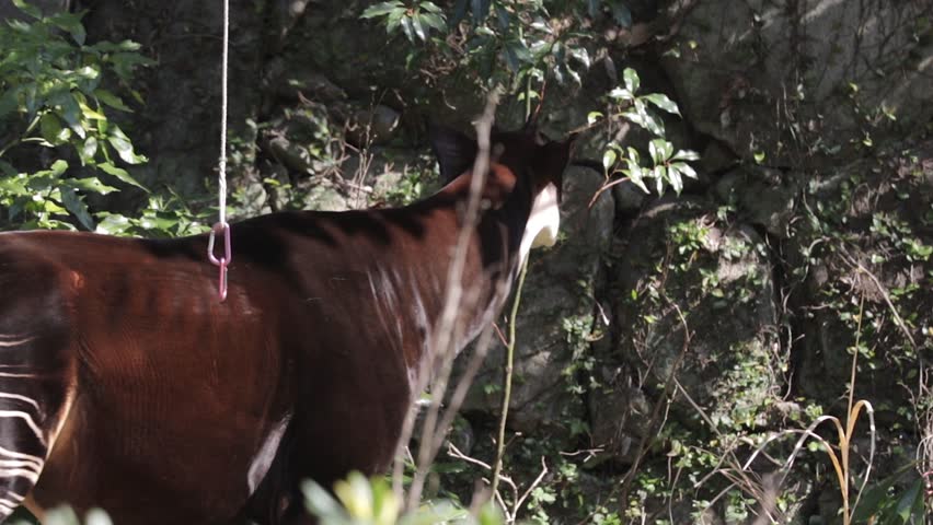 A view of an okapi in the zoo