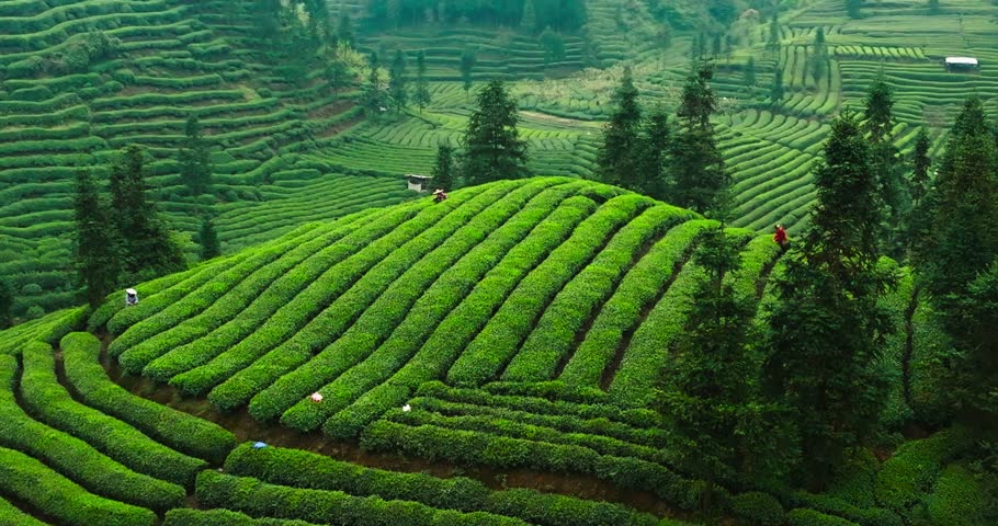 Aerial landscape of spring green tea field in the mountain, farmers picking tea bud in the green tea terrace at sichuan China Royalty-Free Stock Footage #1100495045