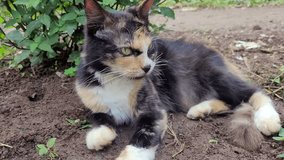 Videos of a beautiful tricolor cat expression