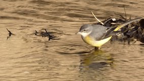 Lavandera Cascadena or gray wagtail, Motacilla cinerea, looking for food in the current of a river.