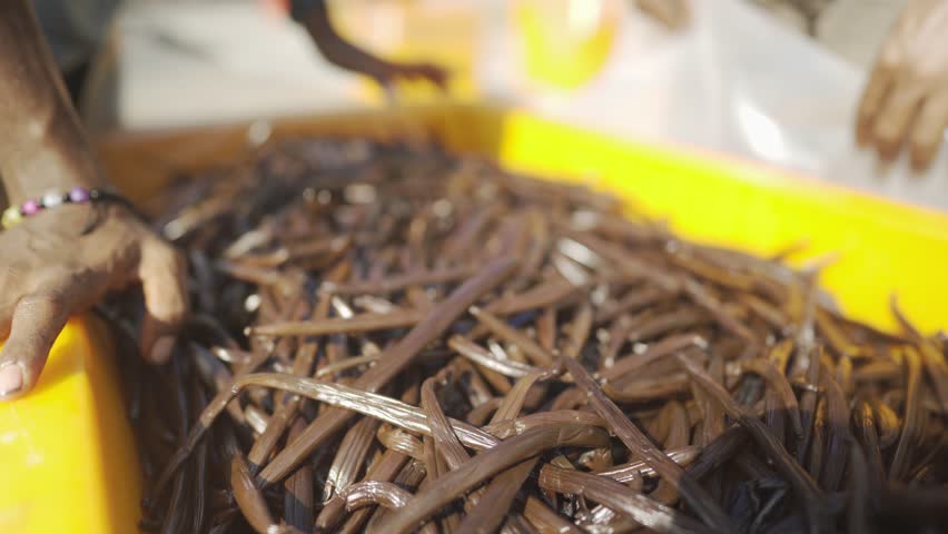 Vanilla worker cures vanilla beans in the sun