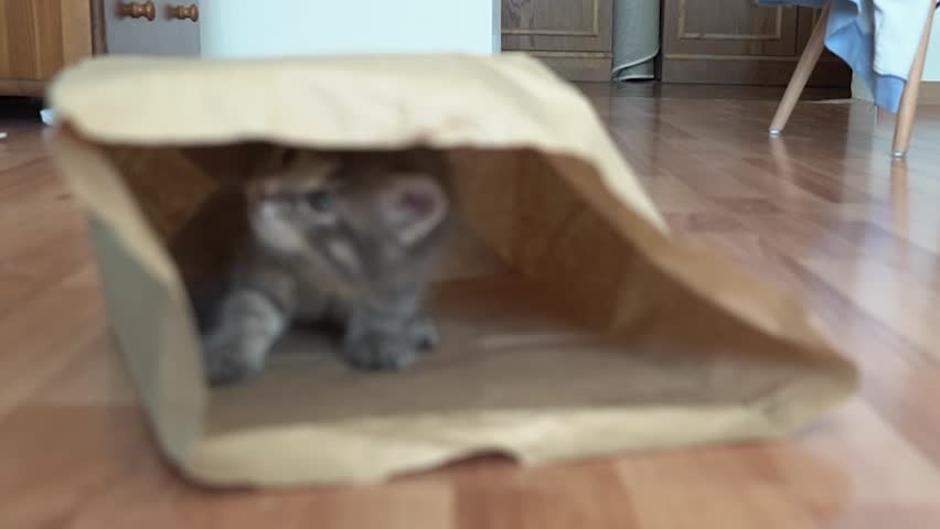 one gray tabby kitty cat kittens play looks kitten inside a paper bag play pets Royalty-Free Stock Footage #1100495701
