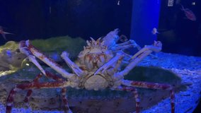 A Japanese Spider Crab that is moving along the sea floor.