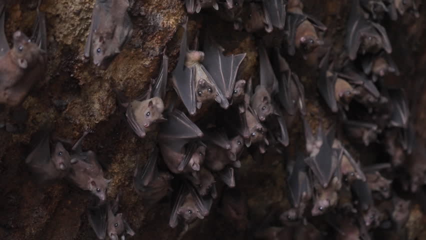A flock of bats hanging on the stone wall of cave and flying out of the frame. Close up view life of flying foxes in wild close-up. Bats are flying to hunt. slow motion footage. film grain texture.  Royalty-Free Stock Footage #1100496123