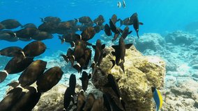 School of fish swimming near coral reef in Indian ocean in Maldives