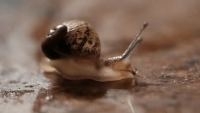 A 1 Cm tiny garden snail, found in a lettuce bunch, is crawling on the kitchen counter. taken with 80 mm macro lens. a 4K video clip.
