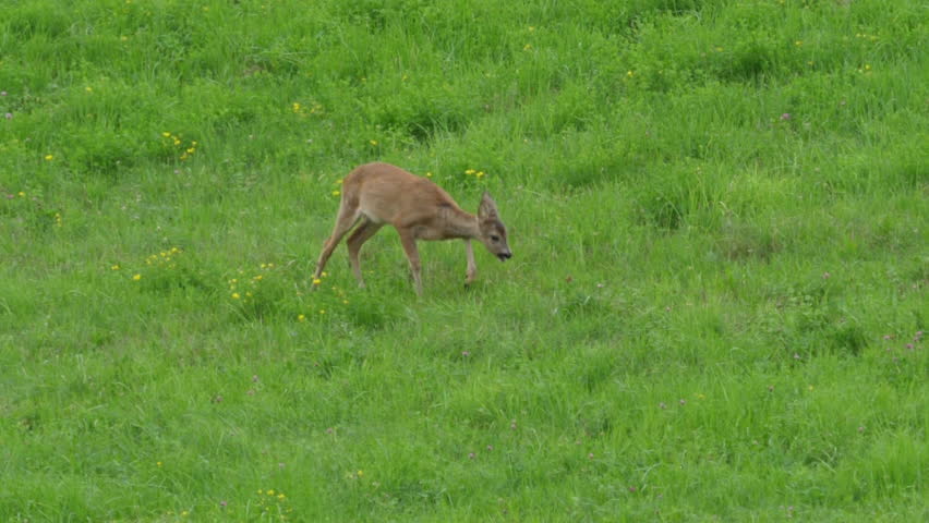 Roe Deer, Capreolus Capreolus, Doe Feeding and Looking Around on Meadow. Wild Animal Roe Deer With Orange Fur Grazing on Hay Field Summer Nature. Wild Little Fawn in Nature. Cute Funny Fawn in Grass. Royalty-Free Stock Footage #1100496963