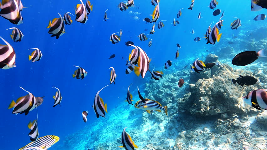 Swimming near colourful fish in clear water of Indian ocean in Maldives | Shutterstock HD Video #1100496975