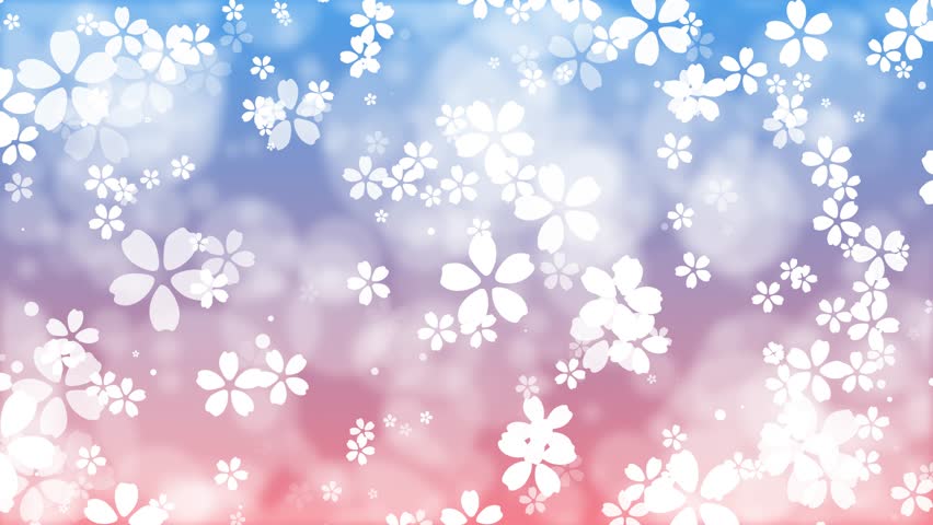 White cartoon cherry blossoms. Red blue spring background. Romantic bokeh. Sakura flowers. Easter. Loop. 23,98fps | Shutterstock HD Video #1100497017