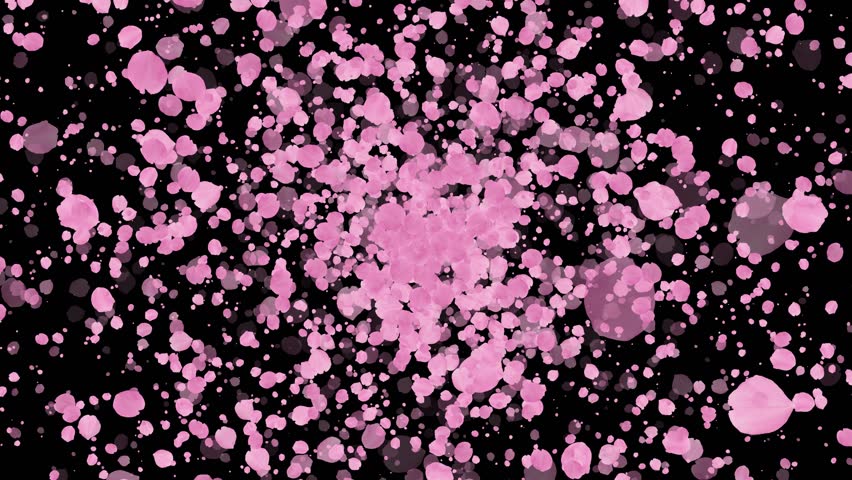 Pink cherry blossoms explosion. Spring overlay. Isolated natural flowers. Easter. Black screen. 25fps | Shutterstock HD Video #1100497061