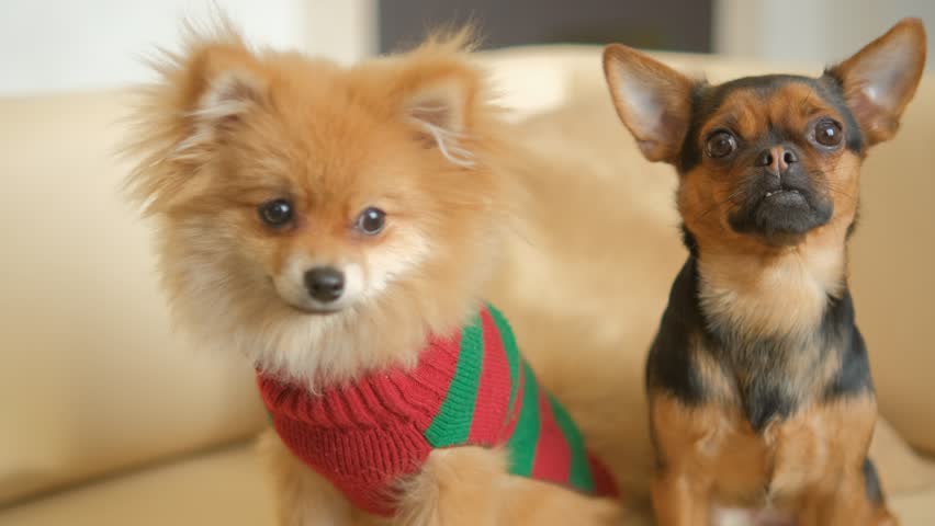 A cute Dogs sits in a cozy chair. Animals and human friendship 4K