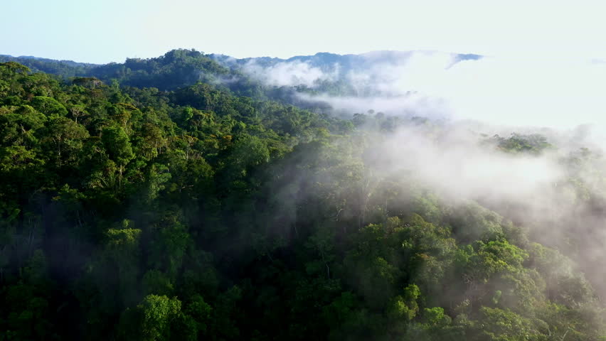 Flying in the fog over a dense tropical forest canopy, a detailed view of the tree crowns from many species present in the rainforest: a beautiful nature background Royalty-Free Stock Footage #1100498833
