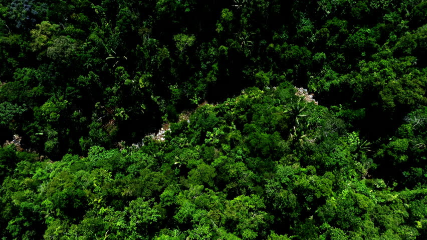 Aerial top view of a stream running through a tropical forest with purple blooming trees, Arenillo or erisma uncinatum: a stunning nature background Royalty-Free Stock Footage #1100499075