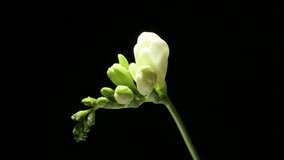 The period of cultivation of a flower of white freesia refracta Klatt from bud to full bloom. Spring freesia flower blooming isolated on black background, 4k video studio shot.