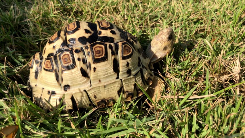 Leopard tortoise. Leopard tortoise