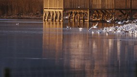 Animal Bird Seagulls in Sea Water Video