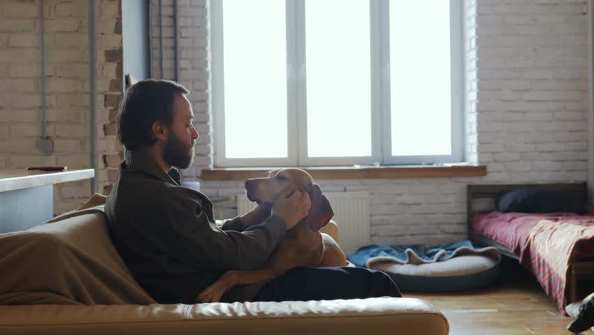 A man has taken a dog home from an animal shelter and is stroking it while sitting on the couch. A happy millennial man with his new dog, which he took from the shelter. High quality 4k footage | Shutterstock HD Video #1100509139