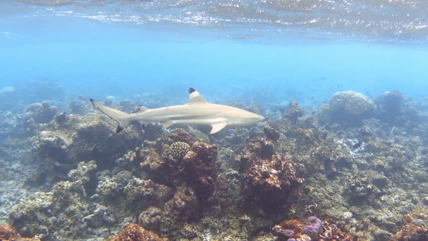 Blacktip reef shark. Carcharhinus melanopterus. Indian ocean