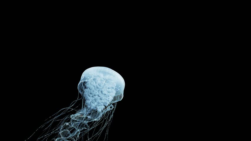 4K. blue fluorescent jellyfish swimming in deep ocean. transparent glowing jellyfish underwater shot moving in the water. marine life wallpaper background, isolated on black with alpha | Shutterstock HD Video #1100509693
