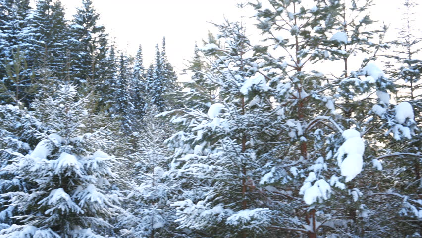 Winter landscape in the forest. Clip. Bald green trees wrapped in snow caps on which the orange sun shines and there is a small wooden edge