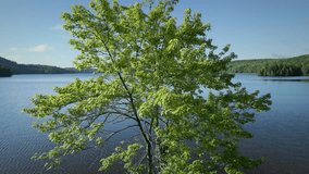 Aerial view over a Maple Tree towards a Lake in summer