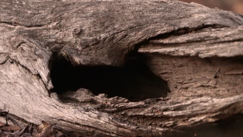 Numbat - Myrmecobius fasciatus also noombat or walpurti, insectivorous diurnal marsupial, its diet consists almost exclusively of termites. Small cute animal watching out of the laying trunk in forest