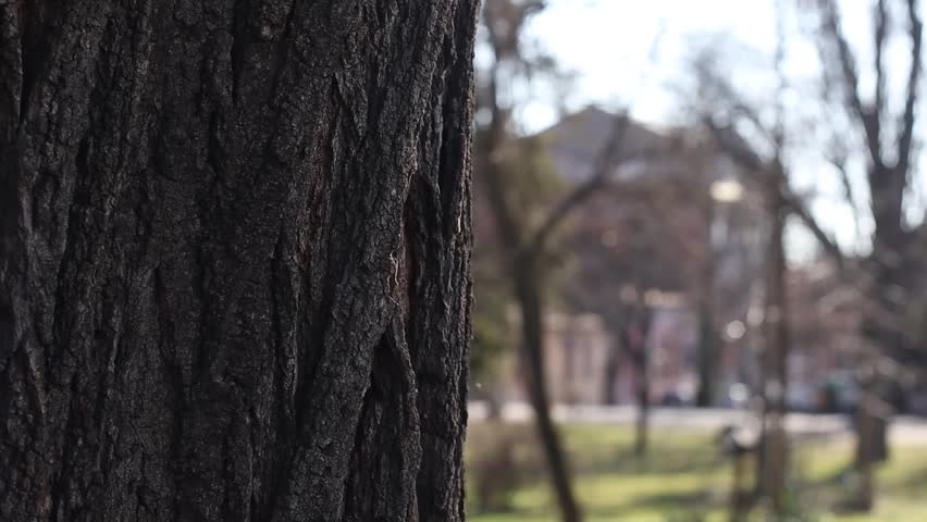 park landscape in the winter