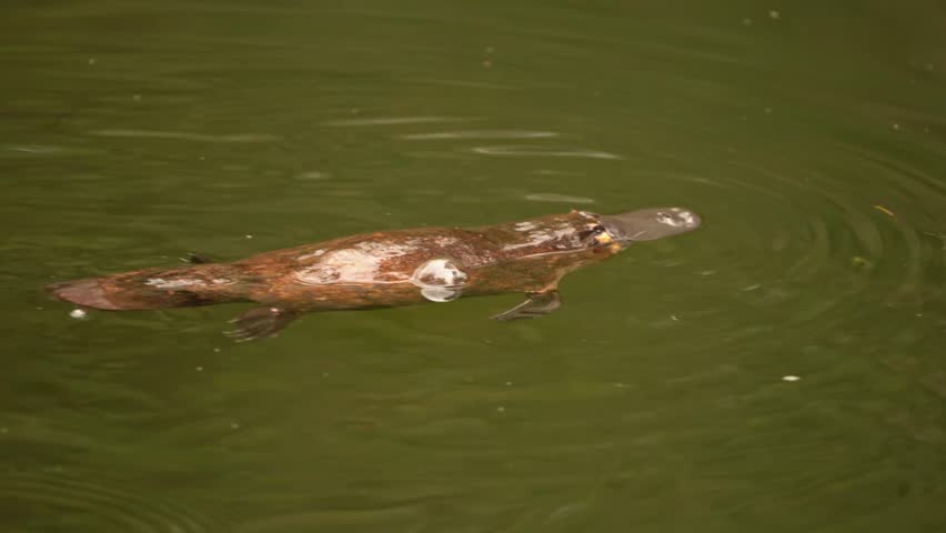 Platypus - Ornithorhynchus anatinus, duck-billed platypus, strange water marsupial with duck beak and flat fin tail swimming in lake, egg-laying mammal endemic to eastern Australia and Tasmania.