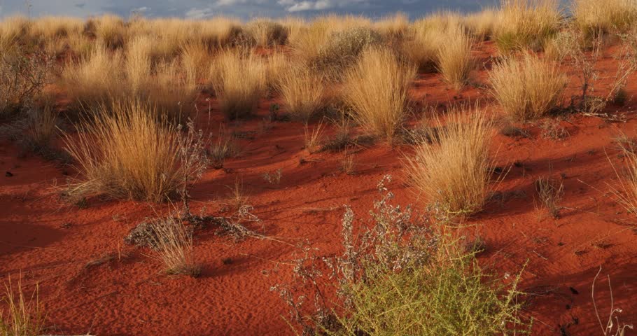 Outback Australia Red Desert Landscape Sand and Dry Arid Grasslands