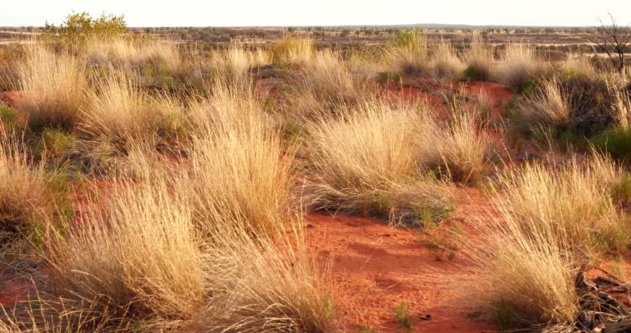 Outback Australia Red Desert Landscape Sand and Dry Arid Grasslands