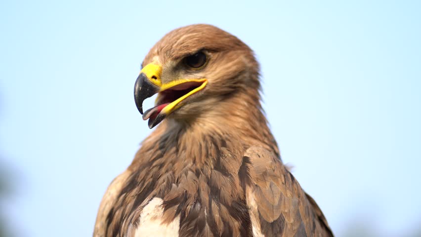 Breathtaking 4K Close-Up of a Golden Eagle Head Shot. Golden Eagle: Stunning Head Shot in 4K Detail. Up Close and Golden Eagle Head Shot in 4K.Nature