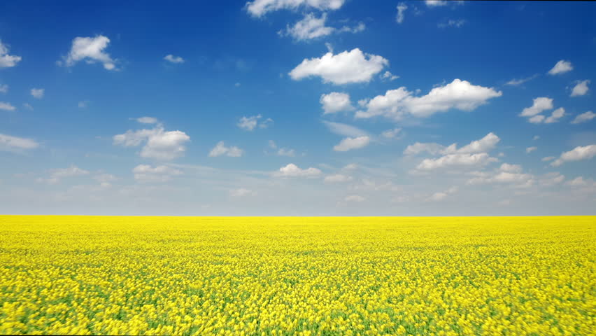 Beautiful nature of rural agricultural farmland with rapeseed crop. Aerial footage of visually similar colors to Ukrainian national symbols with yellow blossoms and blue sky. High quality 4k footage