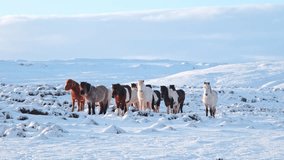 Horses on snowy mountain at sunrise, Beautiful winter landscape, Iceland nature.