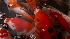 Blur and noise video of Japan Koi Carp in Koi Pond