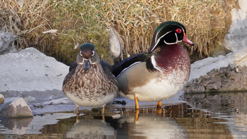 Wood Duck couple on the edge of a pond as hen swims away and drake stands alone.