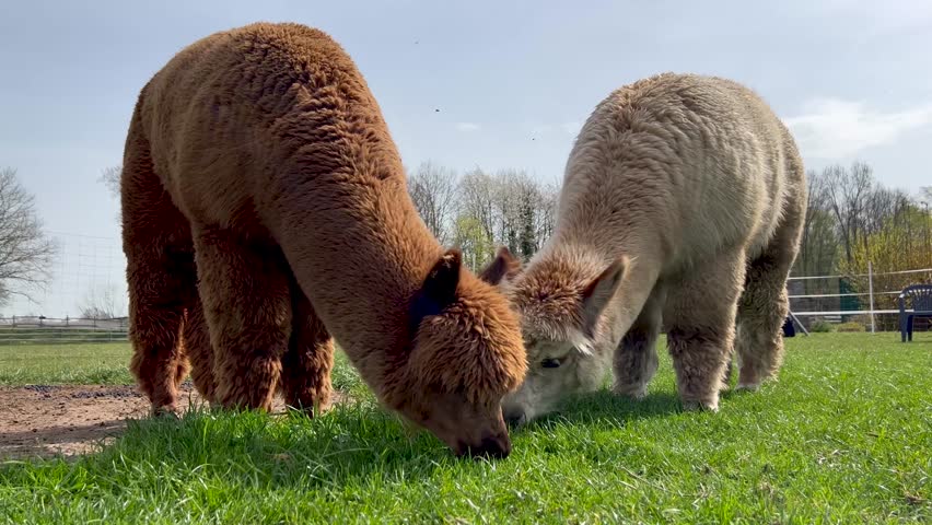 Funny llama pets graze on a green lawn on a sunny spring day. High quality 4k footage