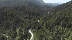 Drone Video over dense pine forest country winding road Mountain Summer