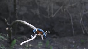 Slow motion video of a kingfisher that just caught a frog. A kingfisher eats a caught frog. Video of a kingfisher and its prey. 