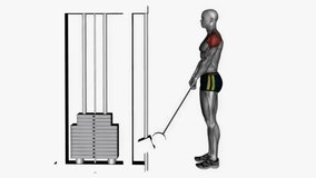 cable upright row with straight bar fitness exercise workout animation male muscle highlight demonstration at 4K resolution 60 fps crisp quality for websites, apps, blogs, social media etc.