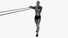 resistance band face pull fitness exercise workout animation male muscle highlight demonstration at 4K resolution 60 fps crisp quality for websites, apps, blogs, social media etc.