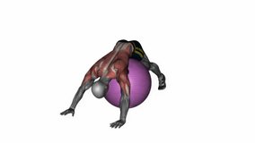 exercise ball lower back prone stretch fitness exercise workout animation male muscle highlight demonstration at 4K resolution 60 fps crisp quality for websites, apps, blogs, social media etc.